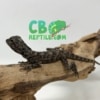 Frilled Dragon