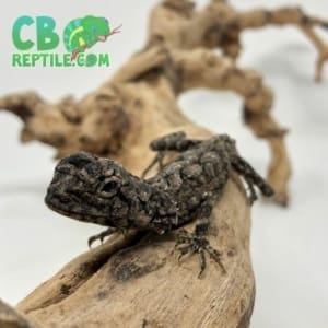 baby Frilled Dragon