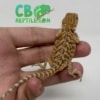 Inferno Bearded Dragon for sale