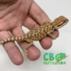 baby Inferno Bearded Dragon