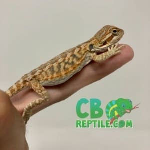 inferno bearded dragon