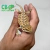 baby Inferno Bearded Dragon for sale