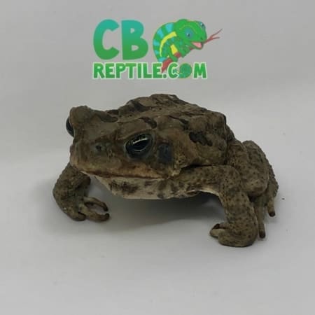 cane toad