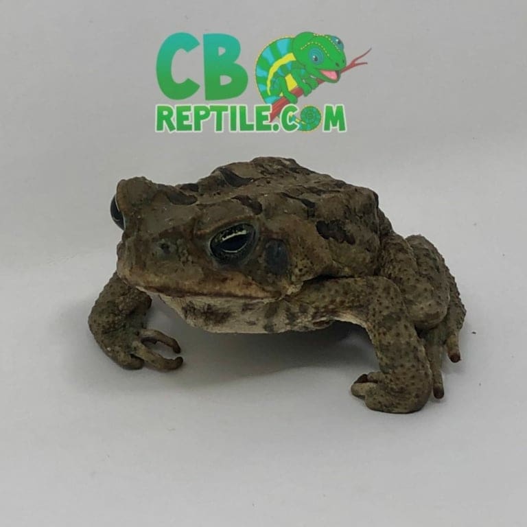 Cane Toad for sale near me buy cane toads online