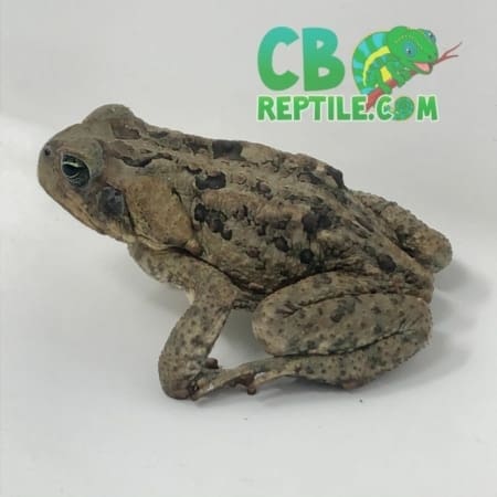 cane toad for sale