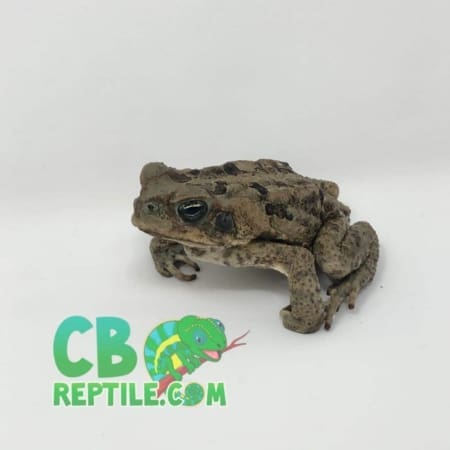 baby cane toad