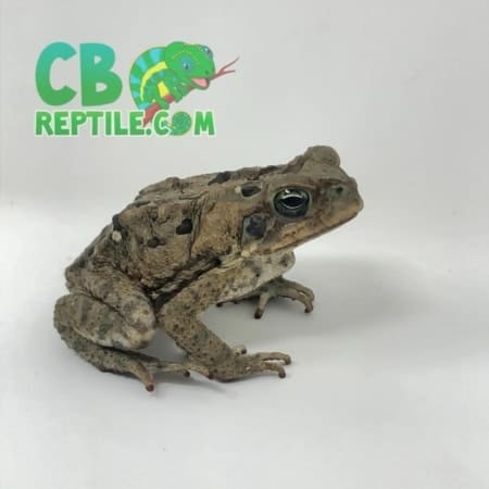 cane toad