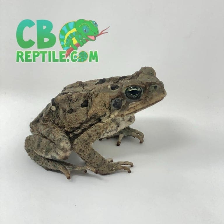 Cane Toad for sale near me | buy cane toads online