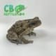 cane toad