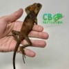 Helmeted Iguana for sale