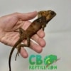 baby Helmeted Iguana
