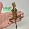 baby Helmeted Iguana for sale