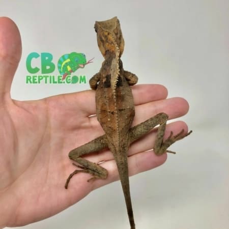 baby Helmeted Iguana for sale