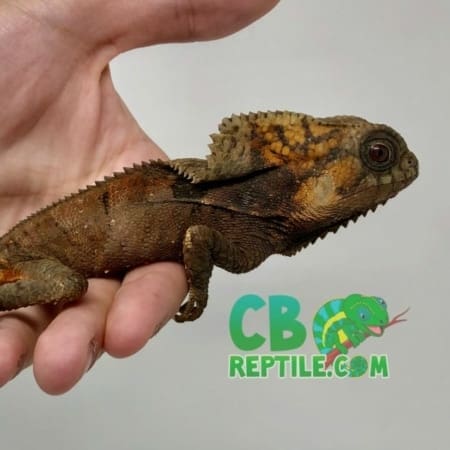 Helmeted Iguana