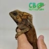 Helmeted Iguana for sale
