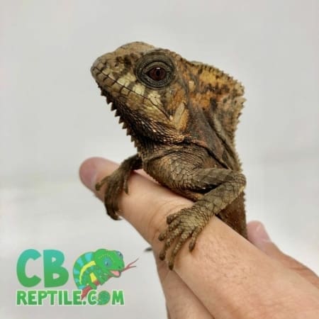 Helmeted Iguana