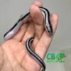Anerythristic rosy boa