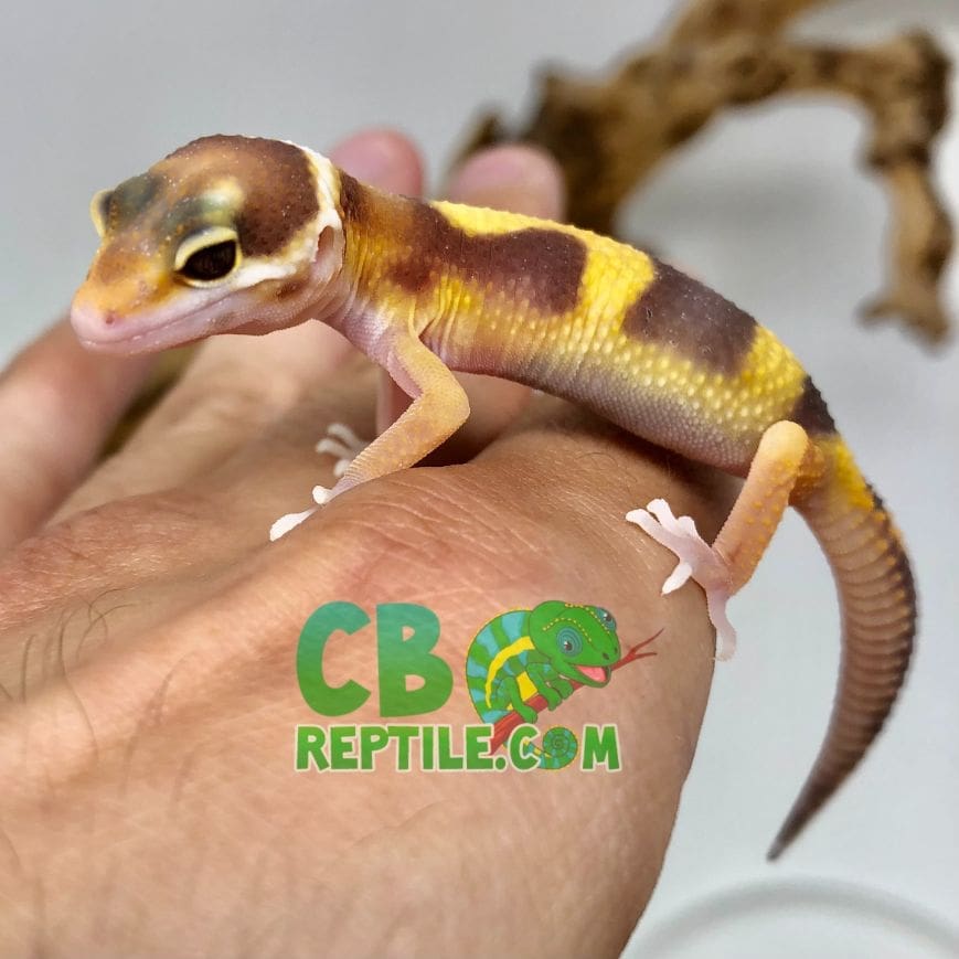 baby leopard gecko for sale from CB Reptile
