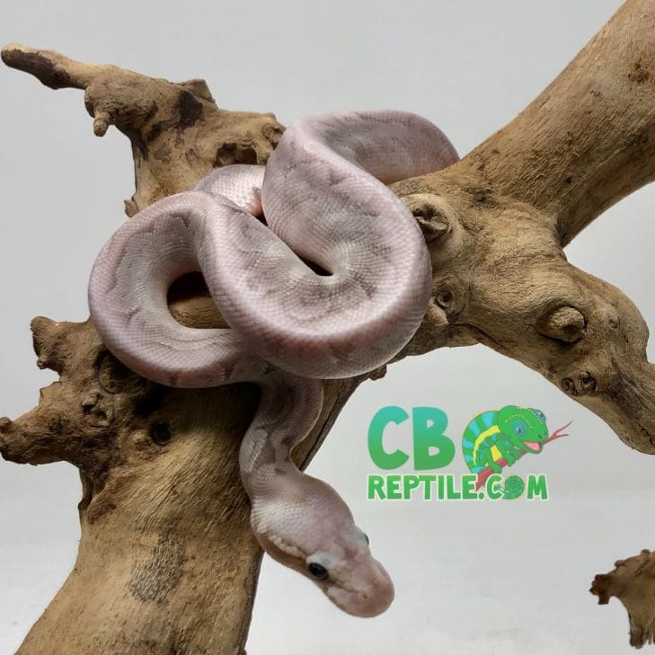 how to hand feed a ball python