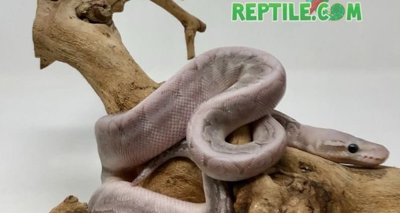 hand feeding a ball python