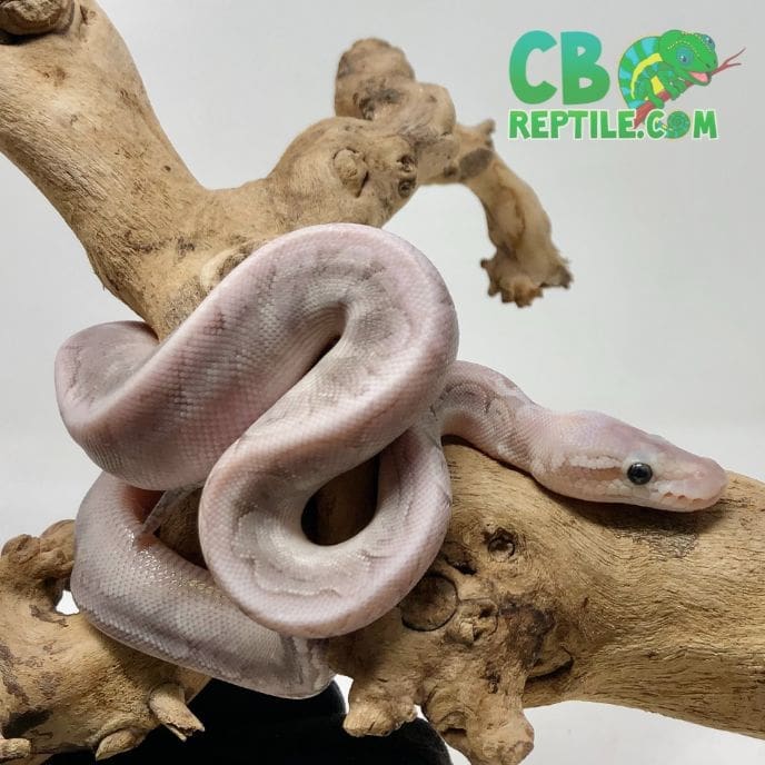 ball python temperature ball python care ball python temp