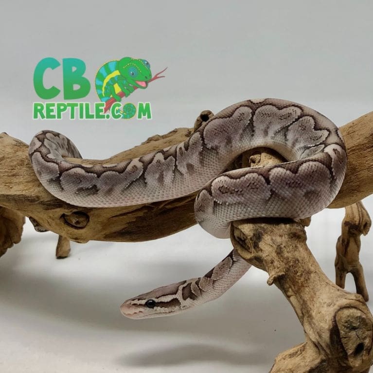baby ball pythons for sale pet ball python for sale near me albino