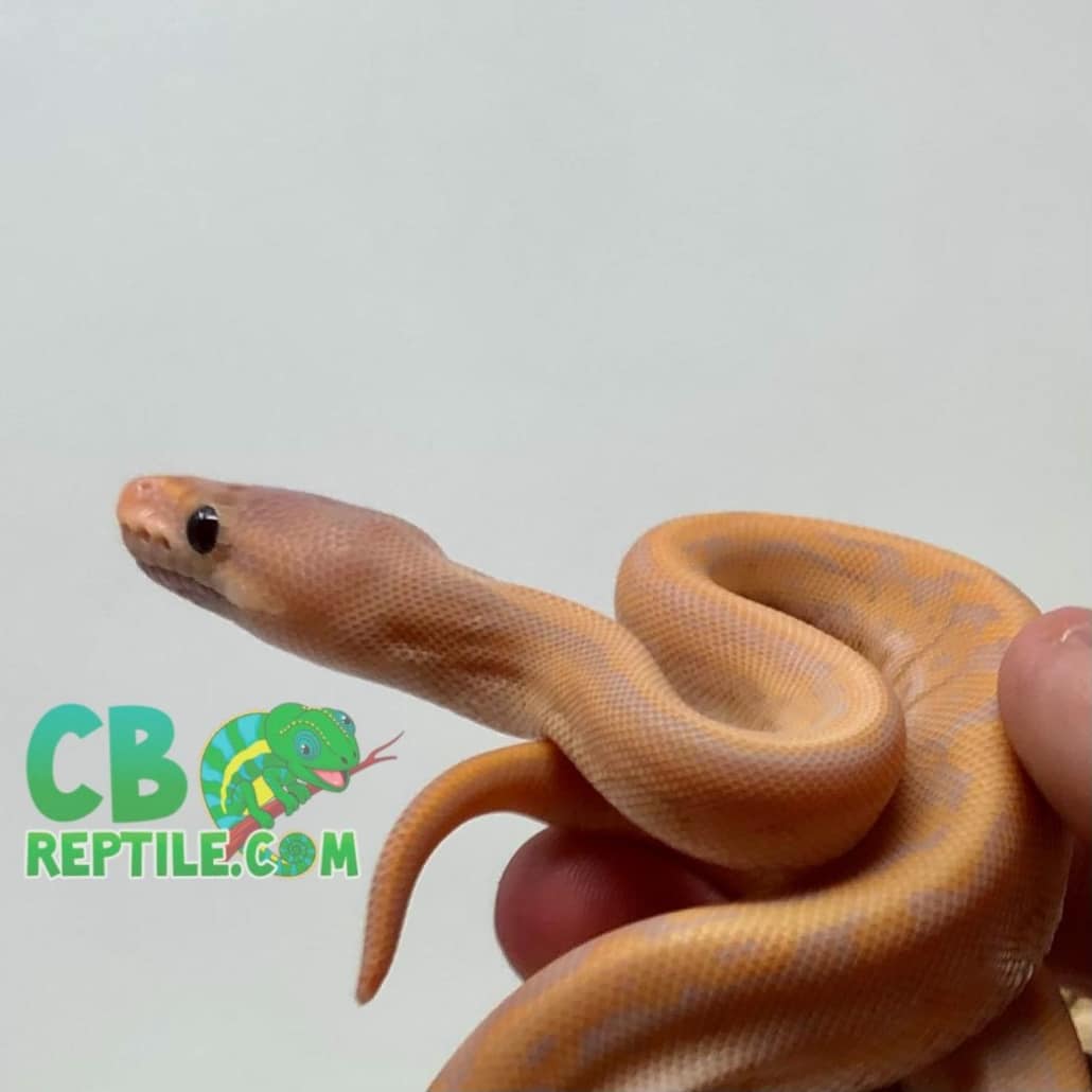 Banana Ball Python For Sale Uk at Ida Sanders blog