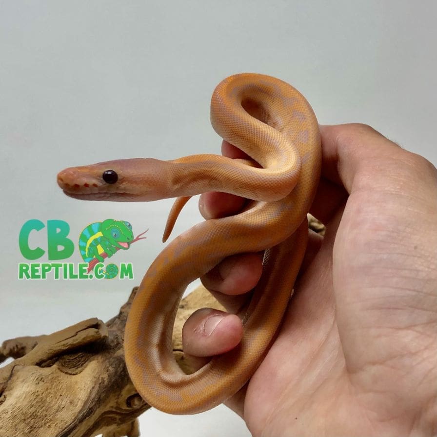 how to hand feed your ball python