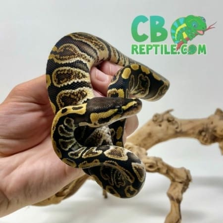 GHI ball python