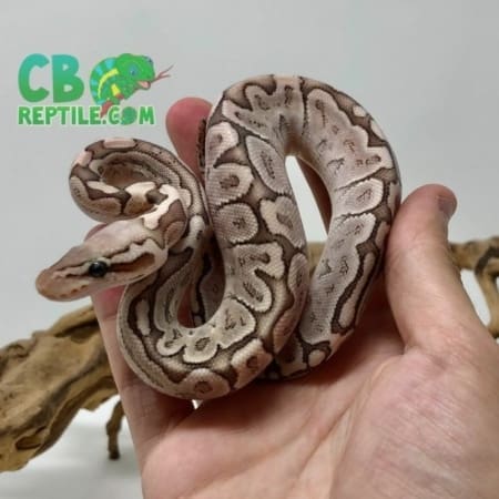 Pastel Bamboo ball python