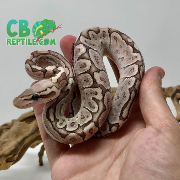 baby ball pythons for sale pet ball python for sale near me albino