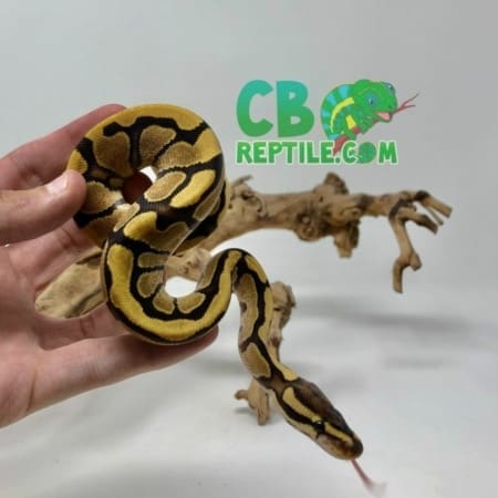 Fire Enchi Ball Python