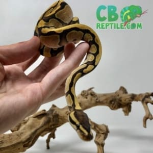 Ball python breeders