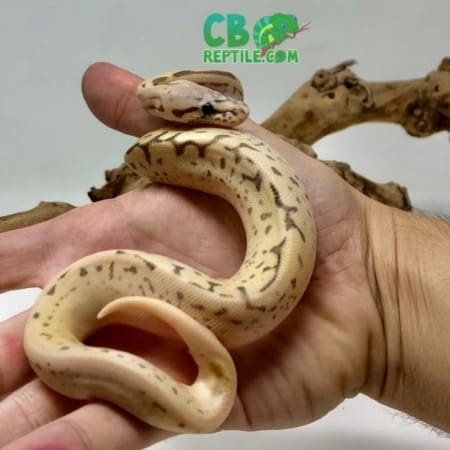 Leopard Bumblebee Ball Python