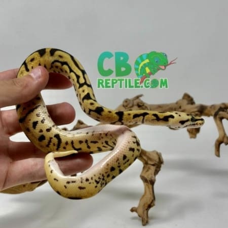 baby Leopard Killer Bee bally python for sale