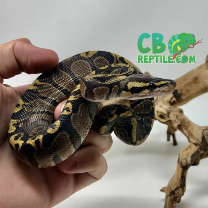 Male GHI ball python for sale buy male GHI ball pythons