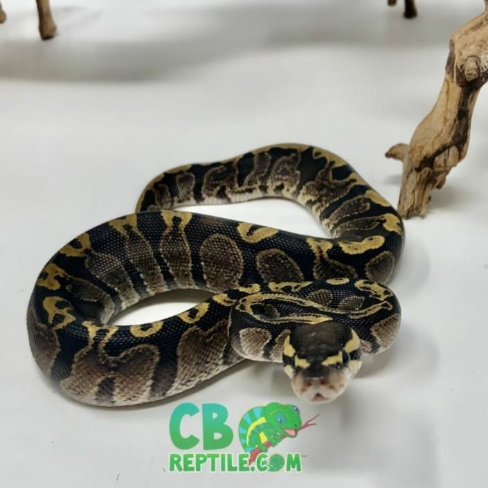 baby ball pythons for sale | pet ball python for sale near me | albino ...