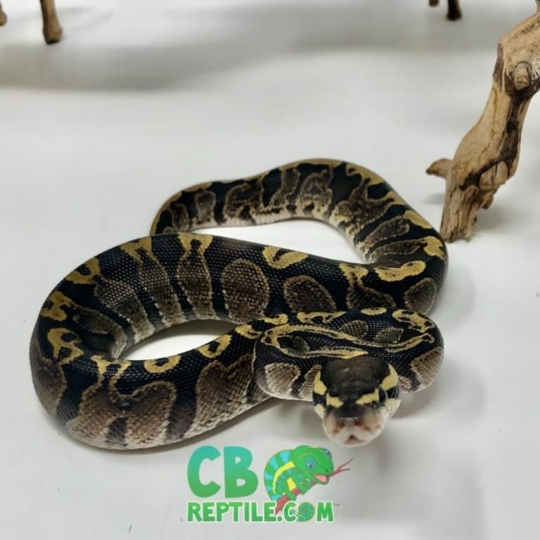 baby ball pythons for sale pet ball python for sale near me albino