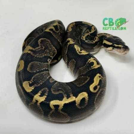 GHI ball python