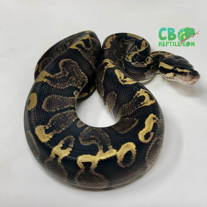 ball python temperature ball python care ball python temp