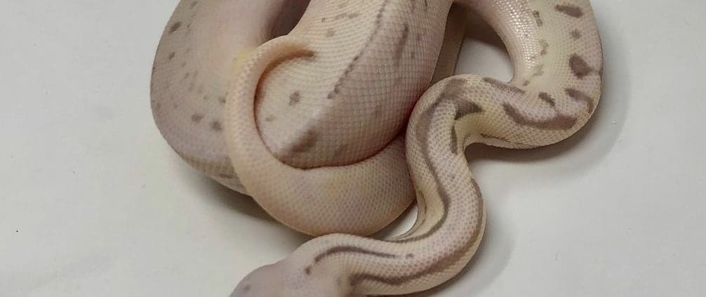 handling a ball python