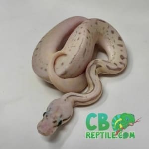 ball python breeder near me