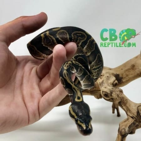 GHI ball python