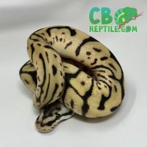 ball python breeders near me