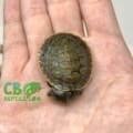 Krefft's turtle for sale