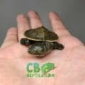 baby Krefft's turtle for sale