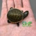 baby Krefft's turtle