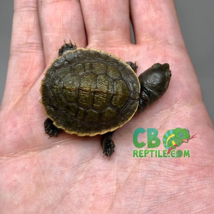 Pet turtles for deals sale near me