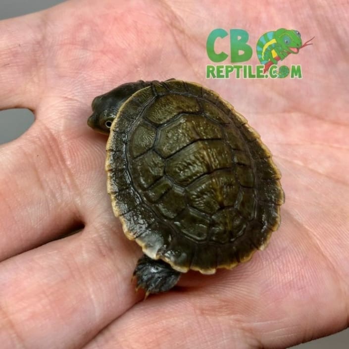 Krefft's Turtle for sale online baby turtles for sale near me