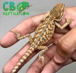 baby bearded dragon